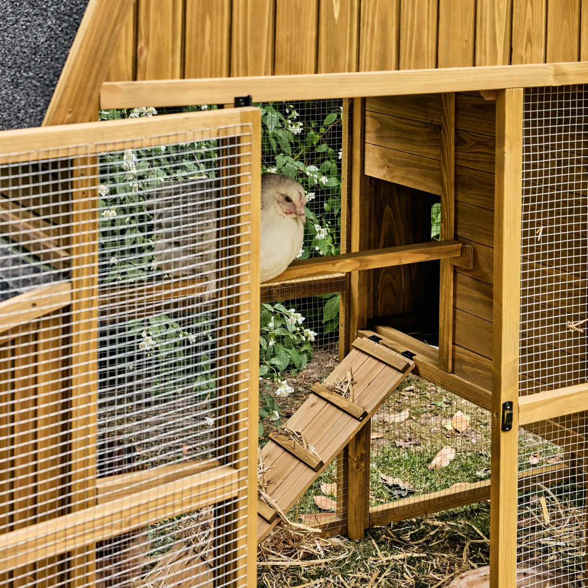 sweeek Pollaio 6 galline legno di abete